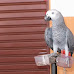 Stolen Pet Parrot Reunites With Owner After Shouting Out Its Name To Cops