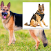 Top Three Harnesses For German Shepherd Dogs in The U.S.