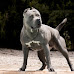 American XL Bully Dogs To Be Banned in The UK
