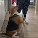 Bailey the Beagle Shows off His Hilarious Moves as He Dances in The Kitchen 