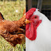 Cities and Towns That Allow Backyard Chickens in Vermont