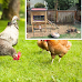 Maryland Counties and Cities That Allow Backyard Chickens