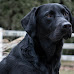 4 Common Bad Habits Of Labrador Retrievers