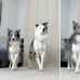 Captivating Video Shows 2 Border Collies' Perfectly Dancing to Michael Jackson's 'Thriller'