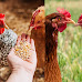Where in Pennsylvania Can You Have Backyard Chickens?