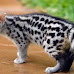 4 Animals That Look Like Cats But Aren't Related To Cats