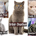 The Best Cat Trees For Russian Blue, Scottish Fold, and Shorthair Cats in The US