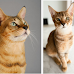 Are Chausie Cats Good Pets?