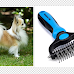 The Best Brushes For Chihuahuas in The United States