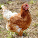Can You Own Backyard Chickens in Delaware?