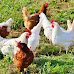 Top 10 Maryland Cities That Allow Backyard Chickens