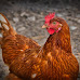 Cities That Allow Backyard Chickens in New Mexico