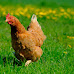 Top 10 Cities That Allow Backyard Chickens in Colorado