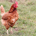 Top 10 Cities That Allow Backyard Chickens in South Carolina