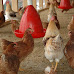Top Indiana Cities That Allow Backyard Chickens