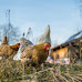 Cities That Allow Backyard Chickens in Oklahoma