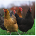 New York Towns and Cities That Allow Backyard Chickens