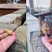 Kind Man Offering Nuts To Chipmunk Gets An Unexpected 'Payment' In Return