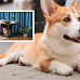 Top Four Dog Crates For Corgis in The U.S.