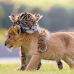 10 Wild Cats That Have The Cutest Cubs
