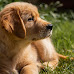 Four Common Bad Habits of Golden Retrievers
