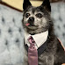 10 Adorable Photos Of Dogs At Their Owner's Wedding