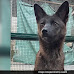 Meet Dogxim, The World's First Fox-Dog Hybrid