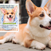 Top Four Dog Shampoos For Corgis in The U.S.