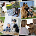 6 Best Shepherd Dogs for Families