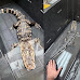 Illegal Alligator Abandoned By Its Owner in New Jersey