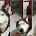 This Husky's Adorable Habit of Replicating His Owner's Italian Accent Steals Every Dog Lover's Heart
