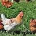 Top 10 Cities That Allow Backyard Chickens in South Dakota