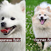 Japanese Spitz vs German Spitz