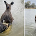 Here's Why Kangaroos Might Try to Drown Your Dog