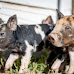 Can You Own a Pet Pig in Ohio?