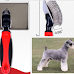 Three Best Brushes For Miniature Schnauzers in The U.S.