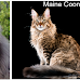 8 Cat Breeds That Look Like The Maine Coon