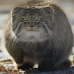 8 Reasons Pallas's Cats Shouldn't be Kept as Pets