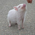 Where in Arizona Can You Have a Pet Pig?