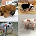 4 Types of Pet Miniature Pigs Legal To Own in The U.S.