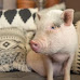 Can You Own a Pet Pig in Illinois?