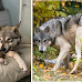 Can You Own a Wolf as a Pet in the UK?
