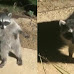 Two Raccoons Have The Funniest Reactions After Getting Caught in Someone's Yard