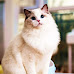 8 Beautiful Cat Breeds That Look Like The Ragdoll