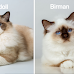 14 Look-Alike Cat Breeds and How to Tell Them Apart