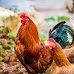 Cities That Allow Backyard Chickens in Arkansas