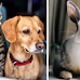 New York Becomes Latest State to Ban Pet Stores From Selling Cats, Dogs, Rabbits