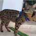 Do Savannah Cats Make Good House Cats?
