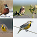 List of U.S. State Birds as Designated by Each State's Government