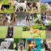 18 Different Types of Shepherd Dogs - Breed Information